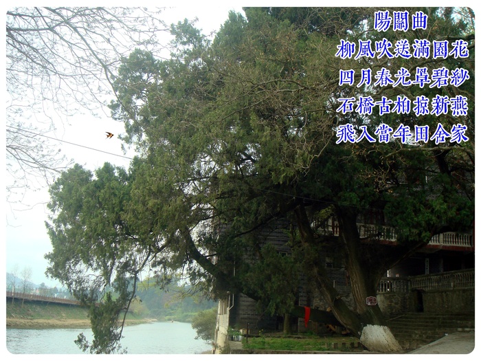 阳关曲.jpg