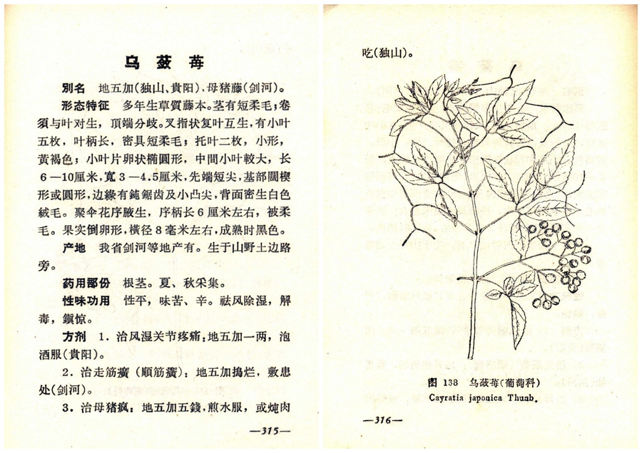 Scan Image_1098a.jpg